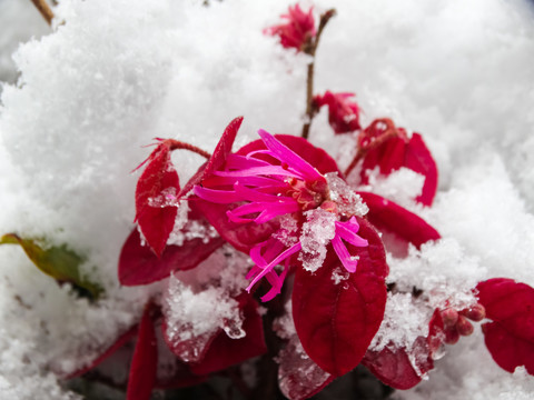 雪压植物