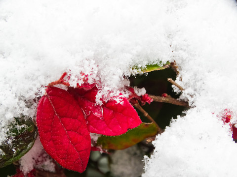 雪中植物