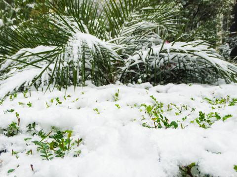 雪中植物