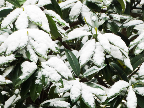 雪中植物