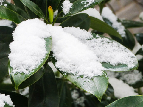 雪中植物