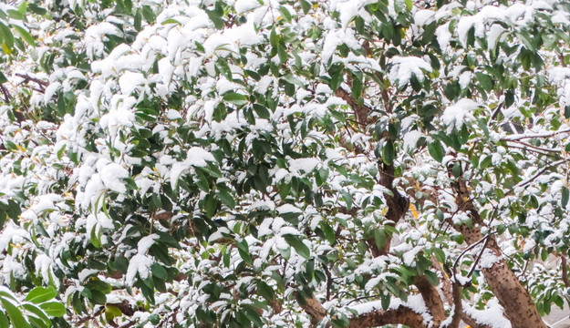 植物雪景