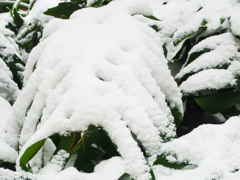 雪天植物