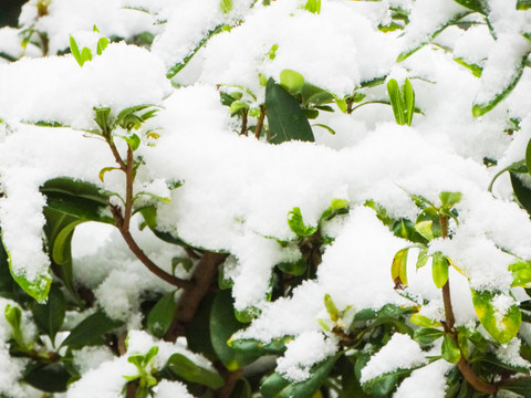 植物雪景