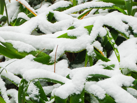 积雪植物