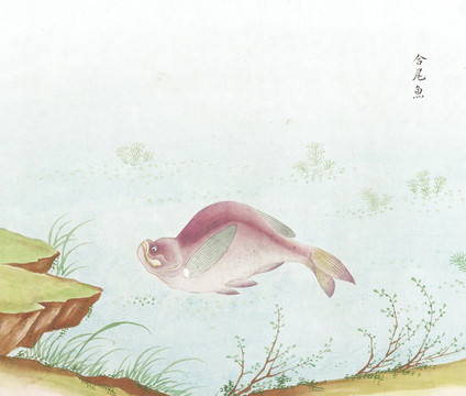 合尾鱼国画鱼海洋生物手绘