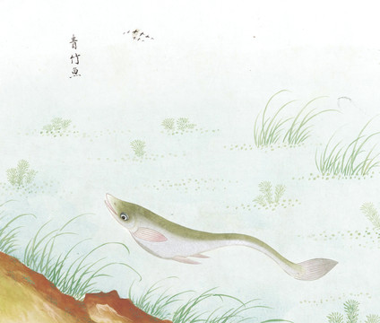 青竹鱼国画鱼海洋生物手绘