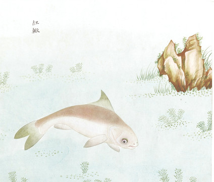 红鳅国画鱼海洋生物手绘