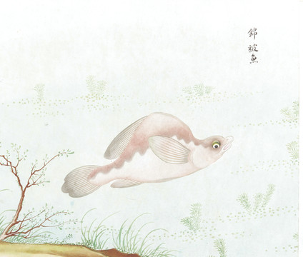 锦被鱼国画鱼海洋生物手绘