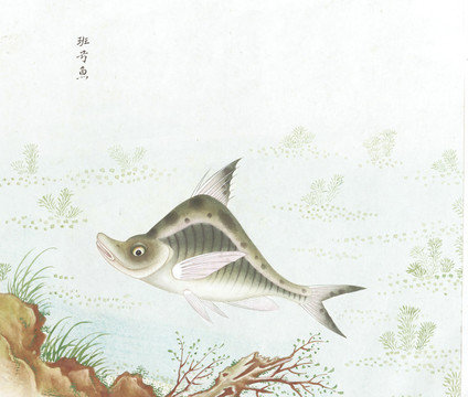 斑弓鱼国画鱼海洋生物手绘