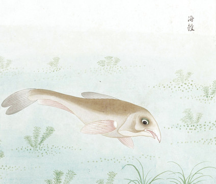 尖嘴鱼国画鱼海洋生物手绘