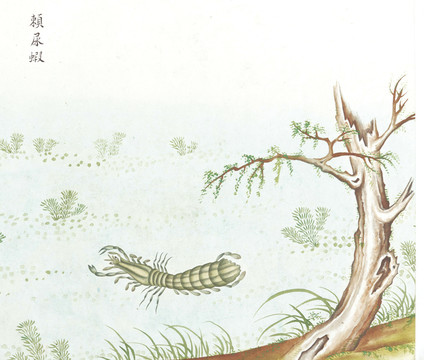 皮皮虾国画鱼海洋生物手绘