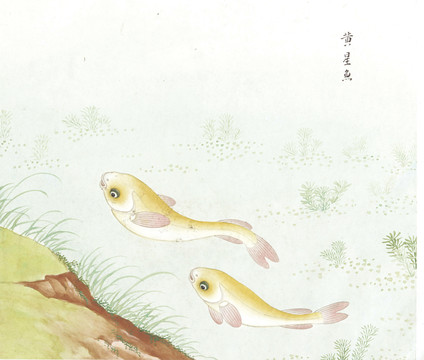 黄星鱼国画鱼海洋生物手绘