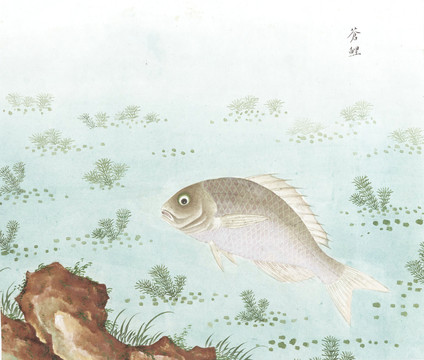 苍鲤国画鱼海洋生物手绘