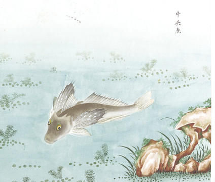 牛头鱼国画鱼海洋生物手绘