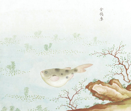 河豚国画鱼海洋生物手绘