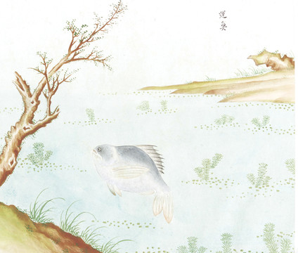 鳊鱼国画鱼海洋生物手绘