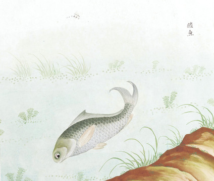 草鱼国画鱼海洋生物手绘