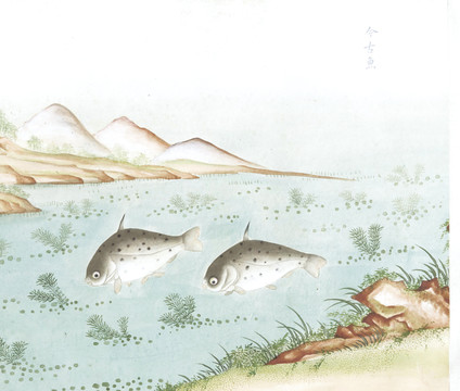 斑点鱼国画鱼海洋生物手绘