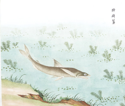 锦鳞鱼国画鱼海洋生物手绘