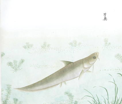 刀鱼国画鱼海洋生物手绘