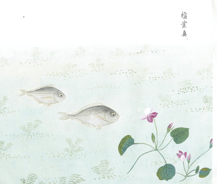 橘叶鱼国画鱼海洋生物手绘