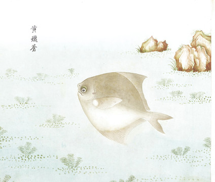 鲳鱼国画鱼海洋生物手绘