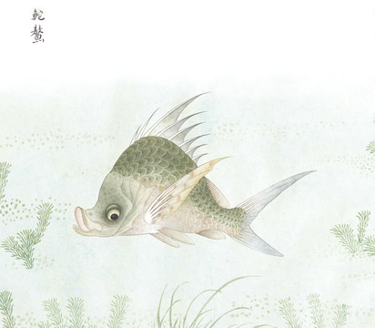 鳌鱼国画鱼海洋生物手绘