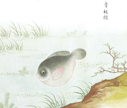 青锥鱼国画鱼海洋生物手绘