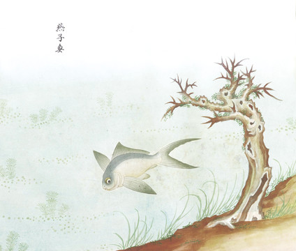 燕子鱼国画鱼海洋生物手绘