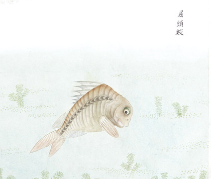 屈蛟鱼国画鱼海洋生物手绘
