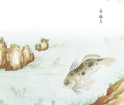 大葫芦鱼国画鱼海洋生物手绘