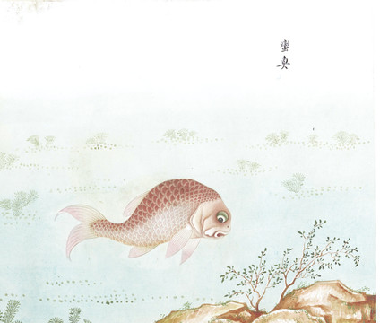 红鱼国画鱼海洋生物手绘