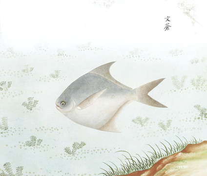 文鲳鱼国画鱼海洋生物手绘