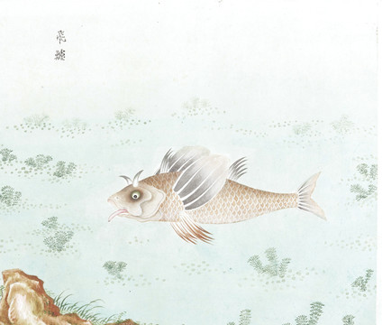 飞鲈鱼国画鱼海洋生物手绘