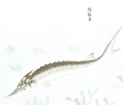 鲟龙鱼国画鱼海洋生物手绘