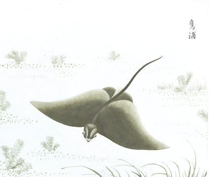 蝠鲼鱼国画鱼海洋生物手绘