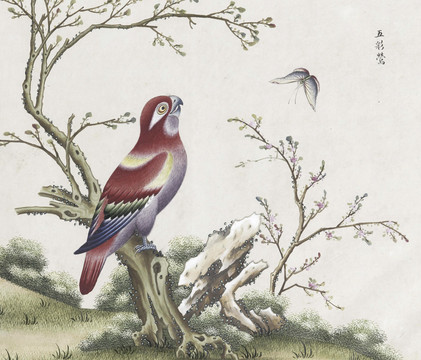 五彩莺花鸟国画素材插画