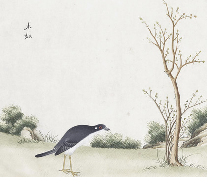 木奴花鸟国画素材插画