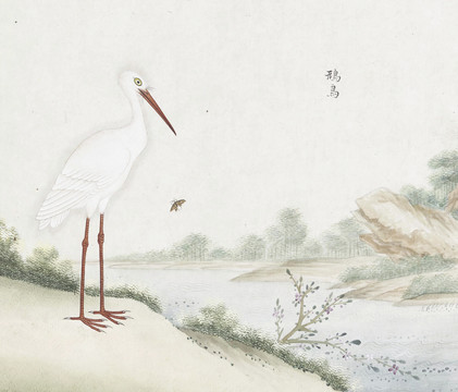 白鹭花鸟国画素材插画
