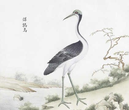 宝鸟花鸟国画素材插画