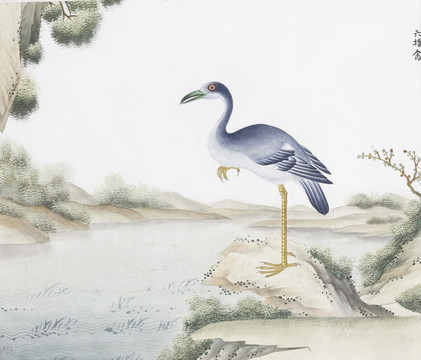 六指鸟花鸟国画素材插画