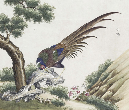 野鸡花鸟国画素材插画