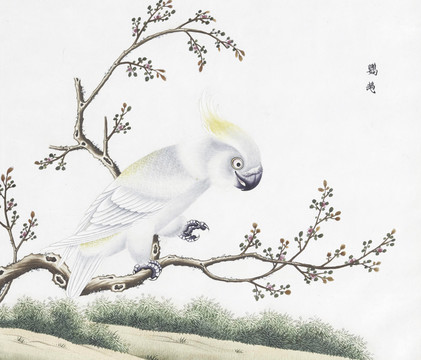 白鹦鹉花鸟国画素材插画