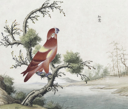 红鹦鹉花鸟国画素材插画