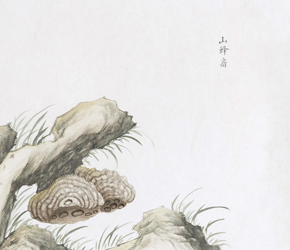 山蜂房中草药国画素材插画国画