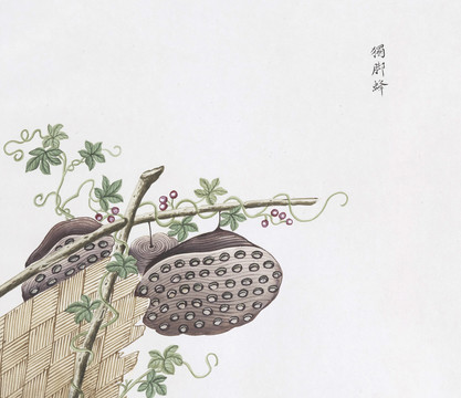 独脚蜂中草药国画素材插画国画