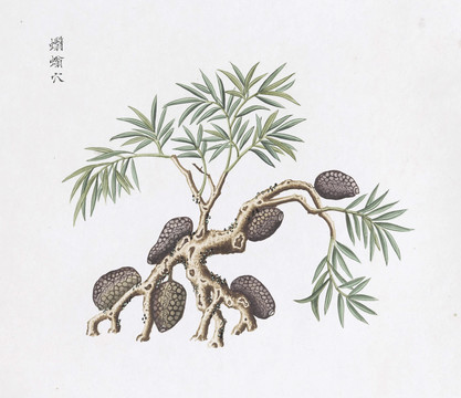 土蜂穴中草药国画素材插画国画