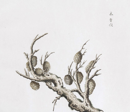 木虫穴中草药国画素材插画国画