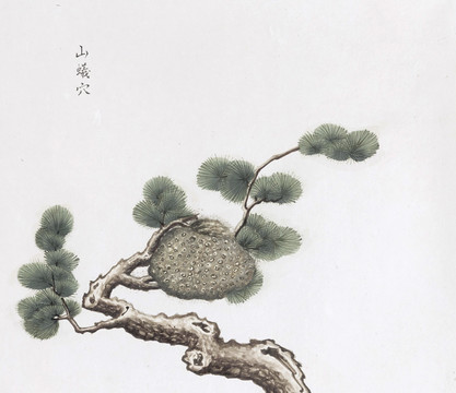 山蚁穴中草药国画素材插画国画